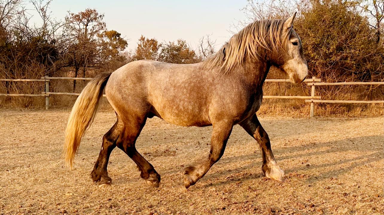 Majestic Percheron and Shire Draft horses near Pretoria