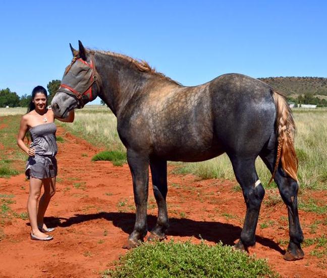 Sheena - Percheron Mare For Sale
Sheena
