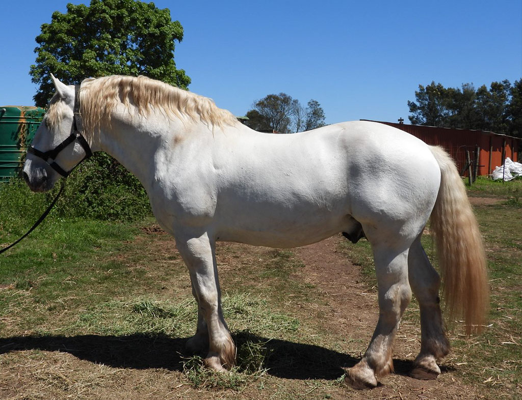 Outeniqua Moon Shaddowfax - Western Cape- Mossel Bay</br>
Owner Outeniqua Moon Stud
