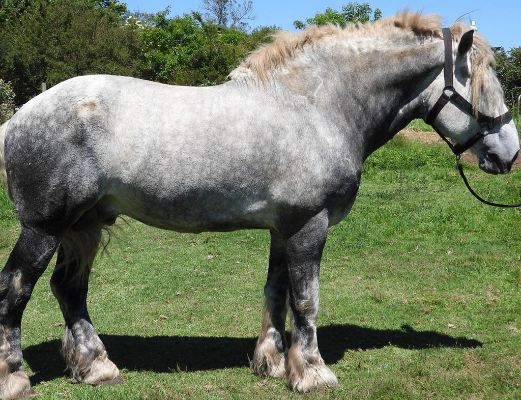 Sterkfontein Captain Nemo - Western Cape- Mosselbay</br>
Owner Outeniqua Moon Stud
