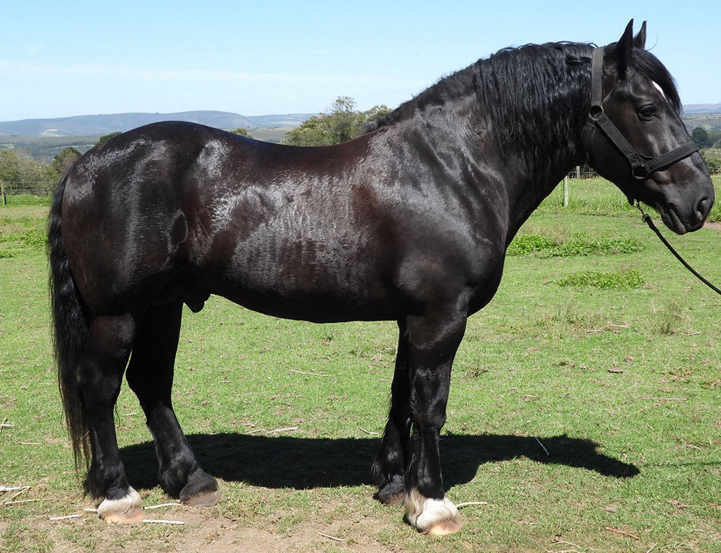 Trek-Lekker Ulyssis - Western Cape- Mosselbay</br>
Owner: Outeniqua Moon Stud
