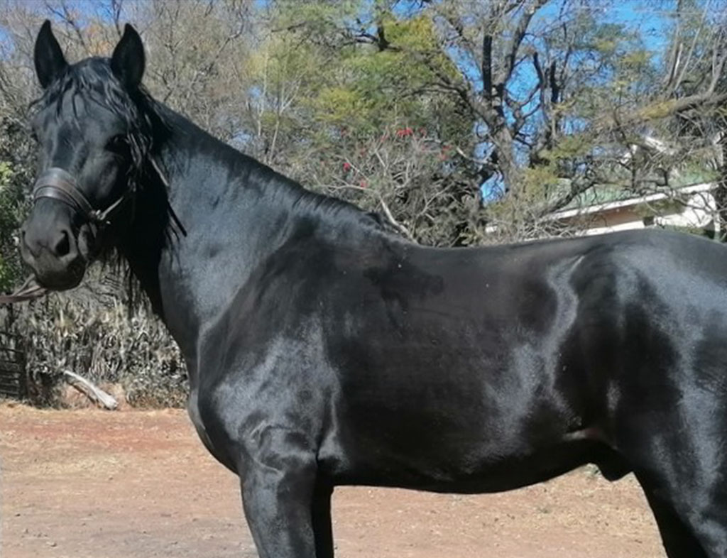 Sterkfontein Prospector's Kristoff - Sterkfontein Stud</br>
Gauteng<br>
Owner: Hannes van der Walt