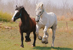 Mullilo Percheron Stud, Breeders of Top Quality Percheron Horses in South Africa.